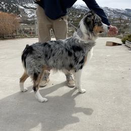 Luna - Australian Shepherd