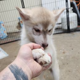Siberian Husky Puppies from Spirit of the Moon Siberians