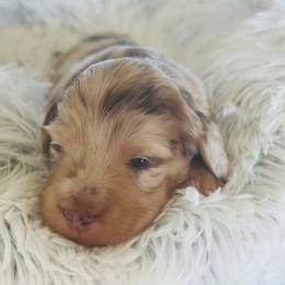 Chocolate Cream Dapple  Boy 1 - Dapple male Dachshund puppy in Madison, Indiana from Jensen Dobermans and Dachshunds