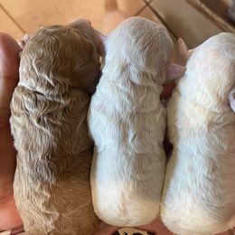 Poodle Puppies from Poodles on the Go