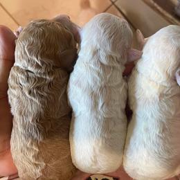 Poodle Puppies from Poodles on the Go