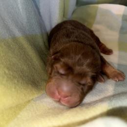Chinese Shar-Pei Puppies from Peitato Chips