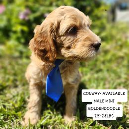 CONWAY - Apricot Goldendoodle puppy in St. George, South Carolina from Southern Hunters Mini Goldendoodles