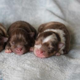 Pomeranian puppies from Hill Country Poms