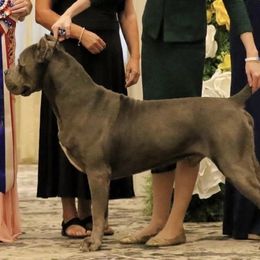 Ronan - Cane Corso