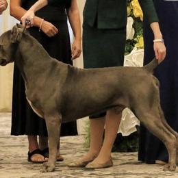 Ronan - Cane Corso