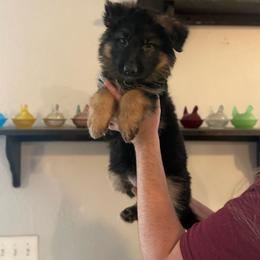 Opal - Black and red female German Shepherd puppy in Florida from Best Shepherds