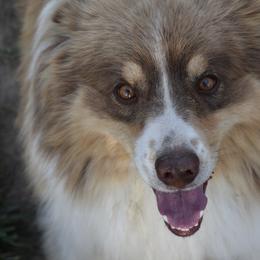 Waylon - Australian Shepherd