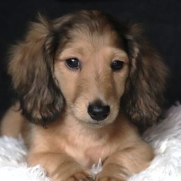 Blue printed collar - Cream male Dachshund puppy in Azle, Texas from American Dachshunds