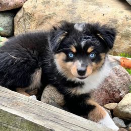 Miniature Australian Shepherd and Toy Australian Shepherd Puppies from Kickapoo Creek Toy & Mini Aussies