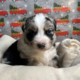 Australian Shepherd Puppies from M3 Sassafrass Ranch