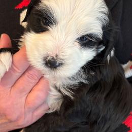Butch - Black and white male Tibetan Terrier puppy in Medford, New Jersey from Arkeden Tibetan Terriers