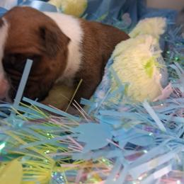 Boy 5 - Fawn male Boxer puppy in Pikeville, Kentucky from Boxers of Whispered Wishes