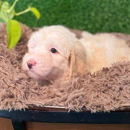 Orange girl - Fawn and white female Sheepadoodle puppy in Riverside, California from Downtown Doodles & Frenchies