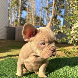 French Bulldog Puppies from Melvin Hodges