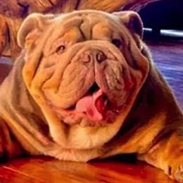 Bulldogs from Signature Bulldogs