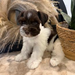 Spike - Parti male Miniature Schnauzer puppy in Menifee, California from Violet’s Meadow