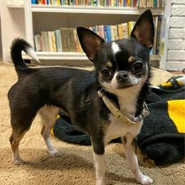 Chloe - Chihuahua