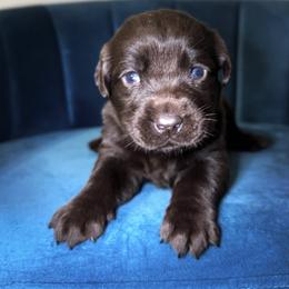 Light Purple - Chocolate female Labrador Retriever puppy in Somerset, California from Cantina Labs and Cavs