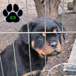 Sequoia - Black and mahogany female Rottweiler puppy in Tangent, Oregon from Raya's Royals