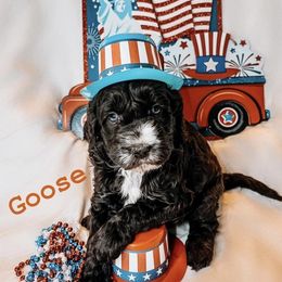 Australian Labradoodle Puppies from Cajun Land Doodles