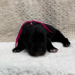 Midnight - Black female Cane Corso puppy in Utah from 3Lake Kennelz