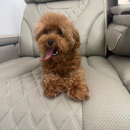 Princess - Red  female Poodle puppy in Weston, Florida from Miami Toy Poodles