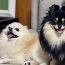 Pomeranians from Happy Poms