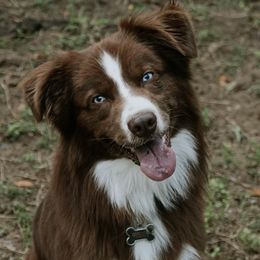 Zazu - Australian Shepherd