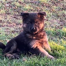 Blizzard - Black and tan male German Shepherd puppy in Walla Walla, Washington from Silver Knight Shepherds