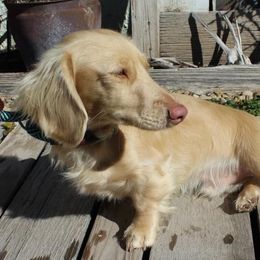 Maverick - Dachshund