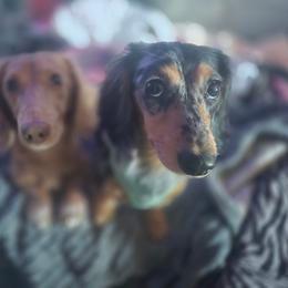 Dachshund puppies from Write Breed Doxies