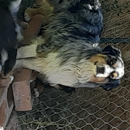 Hitch - Australian Shepherd