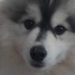 Pomeranians and Pomskies from The Pomsky Palace