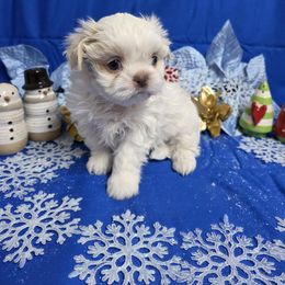 Cream Boy - Cream and white male Shih Tzu puppy in Vinita, Oklahoma from Locust Creek Shih Tzu & Havanese