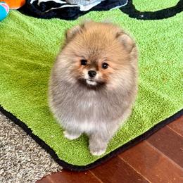 ABEL - Orange male Pomeranian puppy in Willis, Texas from Treasured Jewels Pomeranians