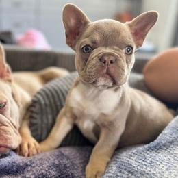 Girl 4 - Cream female French Bulldog puppy in Walnut, California from Flores Frenchies