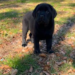 Boy 3 - Labrador Retriever puppy from Red White & True Labradors