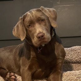 Dilute Retrievers from JP Kennels, LLC