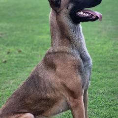 Belgian Malinois and Dutch Shepherds from E&H Working dogs