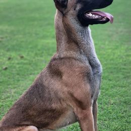 Belgian Malinois and Dutch Shepherds from E&H Working dogs