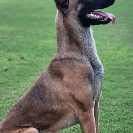 Belgian Malinois and Dutch Shepherds from E&H Working dogs