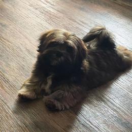 Boy 1 - Red male Lhasa Apso puppy in Ruffin, South Carolina from Maynard Meadows Lhasa Apsos