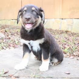 Paleta - Red tri-color female Australian Shepherd puppy in Macon, Georgia from Shaina’s Shepherds