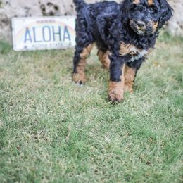 Bernedoodle Puppies from Aloha Bernedoodles of Austin