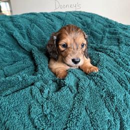 Jacob - Cream male Dachshund puppy in Molino, Florida from Dooney's Dachshunds