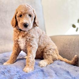 Sugar Plum (Purple Collar) - Cream female Goldendoodle puppy in Bay City, Texas from Charming Doods