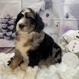 Bernedoodle, Poodle, and Sheepadoodle Puppies from TLC by the Lake Standard Poodle and Doodles
