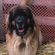 Leonberger All Grown Up from Dunderave Kennel