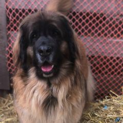 Leonberger All Grown Up from Dunderave Kennel
